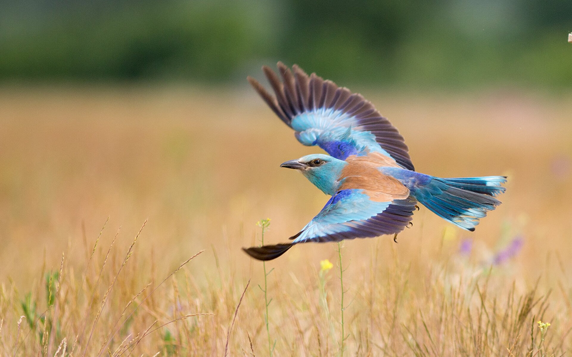 乐鱼体育登录入口-“快攻制胜！新都福乐球赛选手展现非凡技艺”