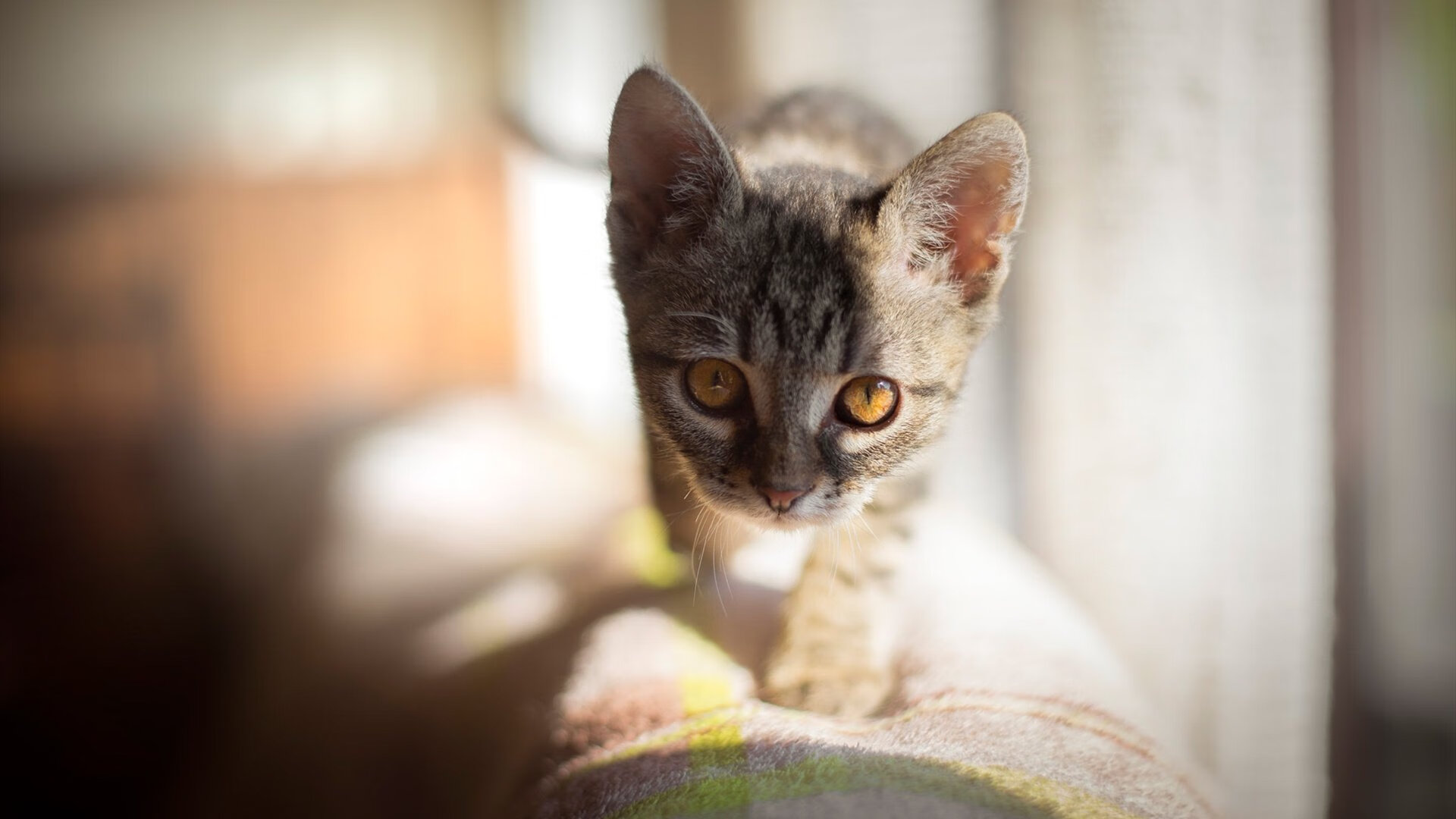 乐鱼app-控卫如何阅读比赛节奏做出选择，控卫 sg