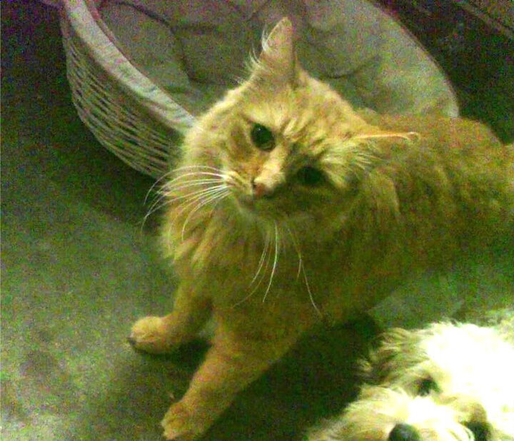 球员平均年龄约23.5岁,年轻阵容为主,足球球员平均年龄