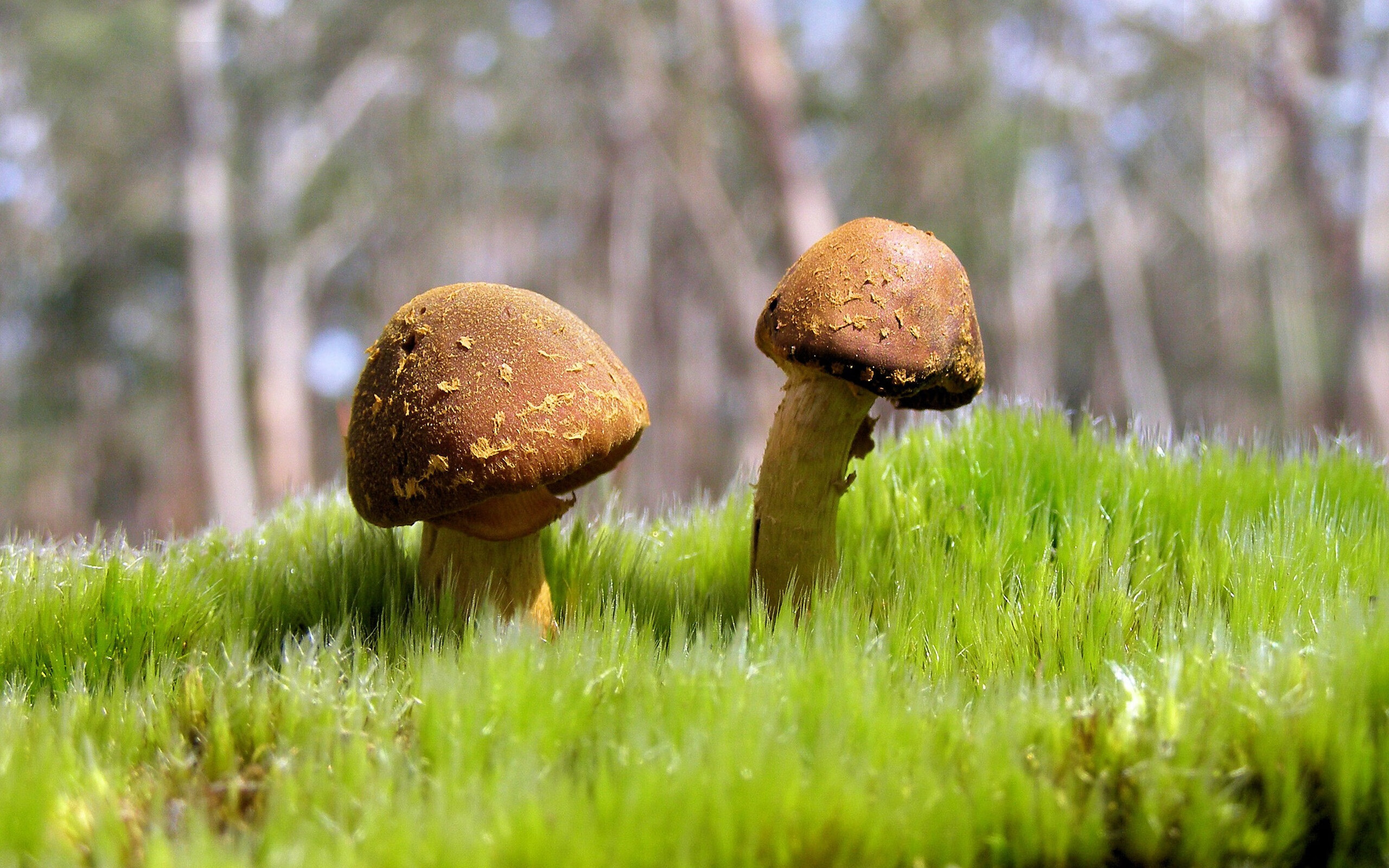 球员是否应在开局阶段刻意控制节奏，开球时球员将球踢回本方半场