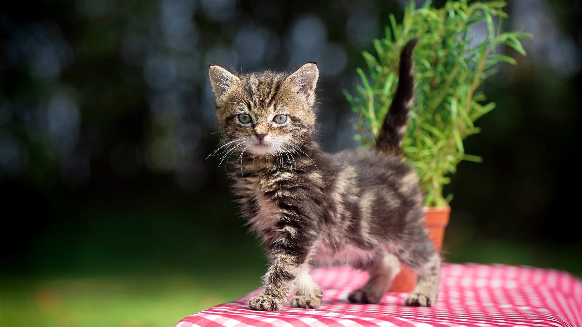 丹·卡特的罚球精准度：全黑队的重要得分来源，丹.卡特