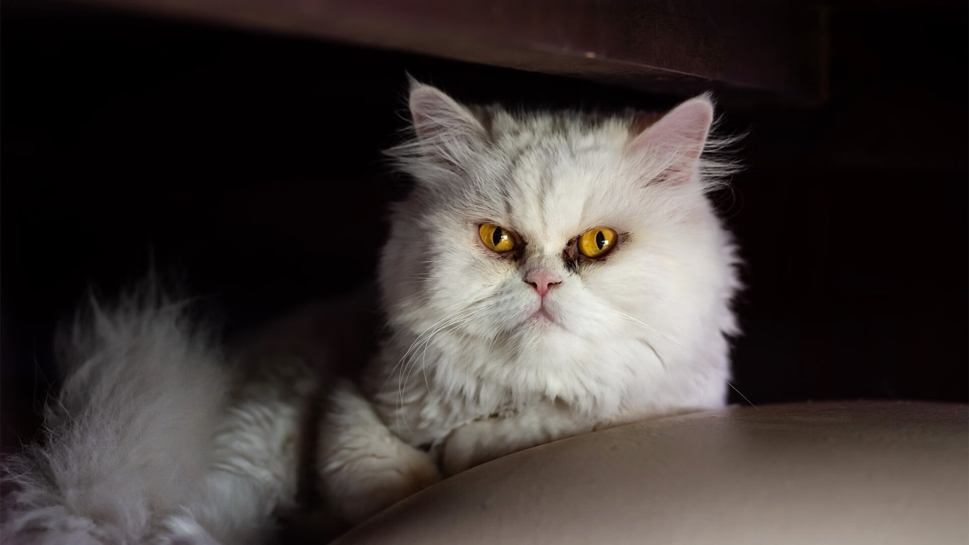 卡特：全黑队核心球员，屡屡在关键时刻挺身而出，卡特让出全明星首发