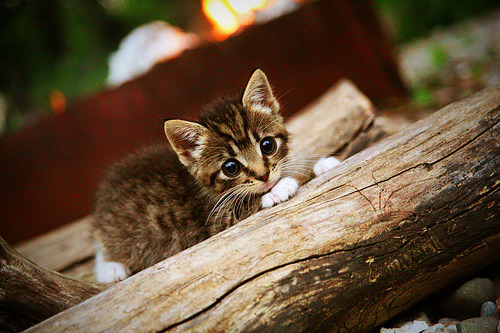 战术板曝光教练临场布置思路清晰调整迅速反应精准，战术板篮球图片