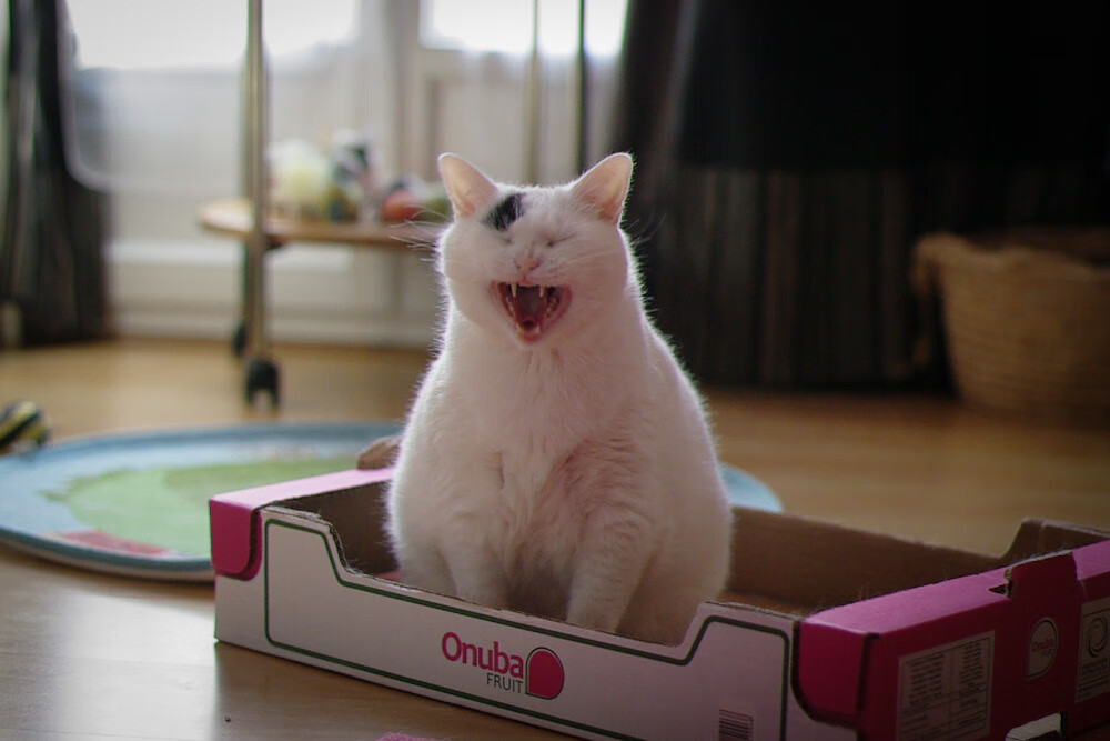 水球比赛比利时女队拼搏精神可嘉，女子水球比赛结果