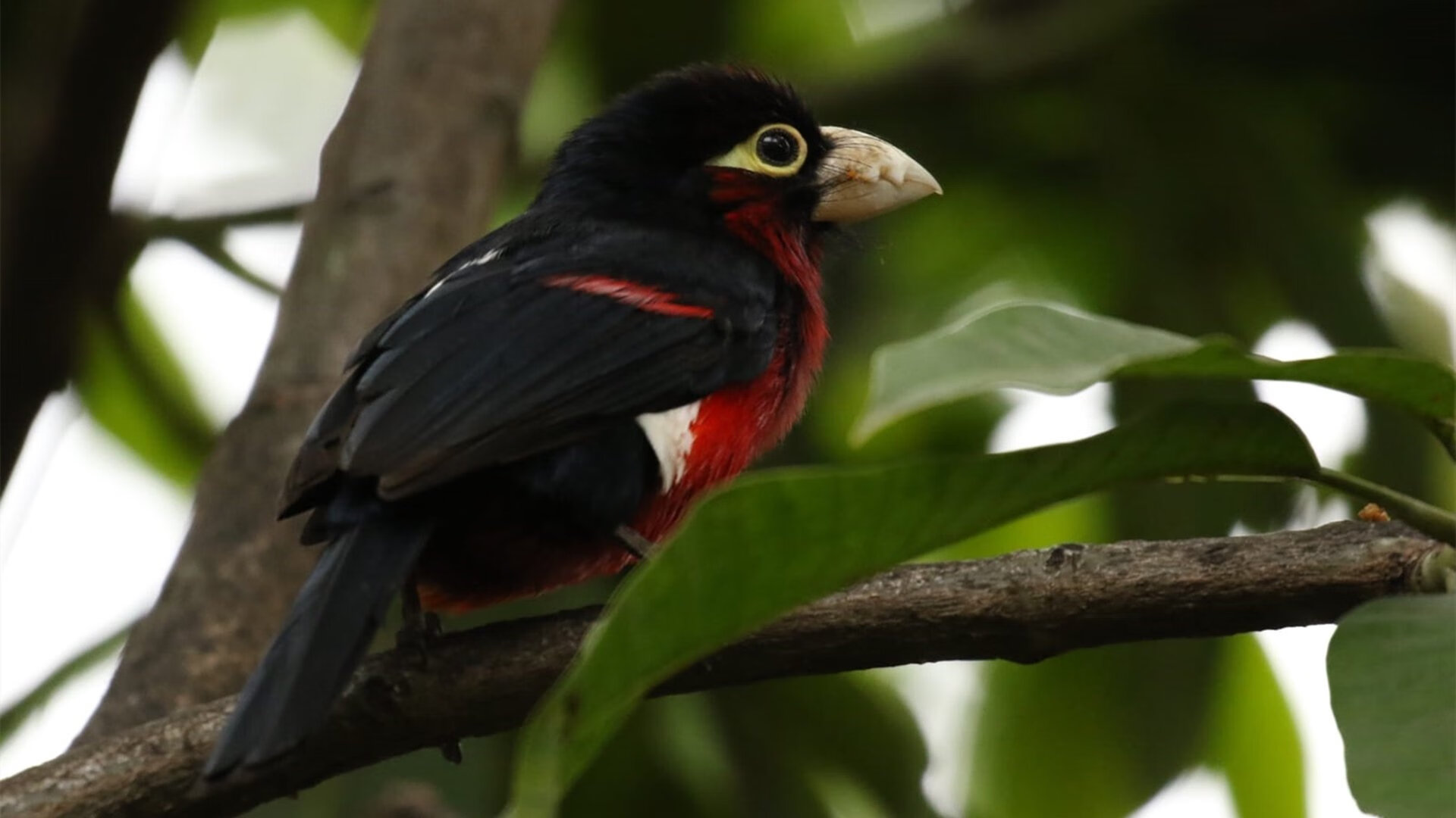 乐鱼体育平台官网-法甲战术盛宴：创新布阵成就奇迹